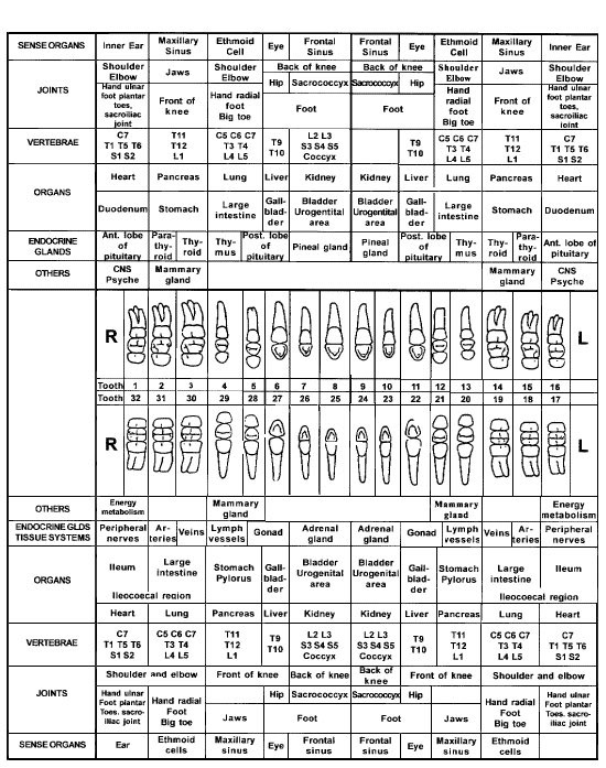 Tooth Chart